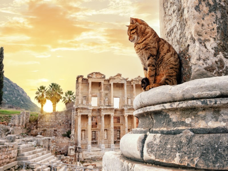 ephesus cats